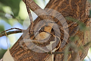 Northern crombec Sylvietta brachyura
