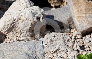 Northern curly-tailed lizard  Leiocephaalus carinatus in latin sitting on the rock on a sunny day