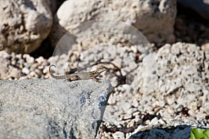 Northern curly-tailed lizard  Leiocephaalus carinatus in latin sitting on the rock on a sunny day