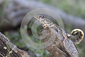 Northern curly-tailed lizard that sits on a dry tree trunk in th
