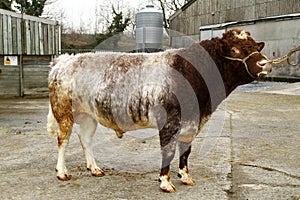 Northern Dairy Shorthorn