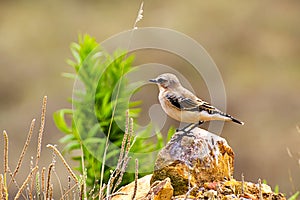 Northern Desert Wheatear or Oenanthe oenanthe sitting on a rock in a garden in Turkey.