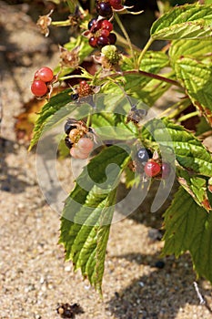 Northern Dewberry  704117 photo