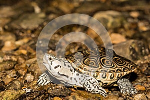 Northern Diamondback Terrapin