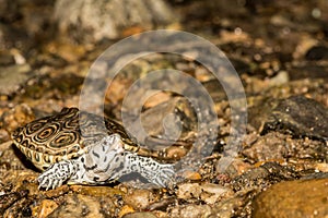 Northern Diamondback Terrapin