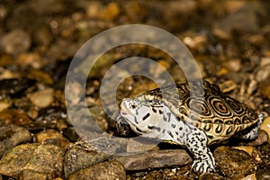 Northern Diamondback Terrapin