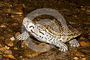 Northern Diamondback Terrapin