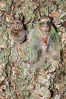 Northern Dog-day Cicada - Neotibicen canicularis photo