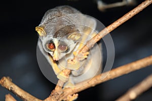 Northern dry zone slender loris