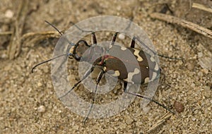 Northern dune tiger beetle, Basterd Zandloopkever, Cicindela hybrida