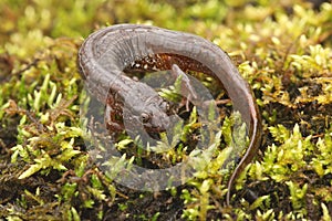Northern Dusky Salamander ( Desmognathus fuscus )