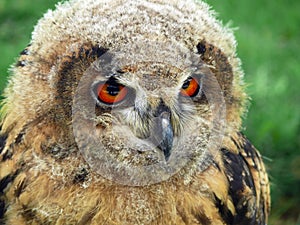 Northern eagle owl (Bubo Bubo)