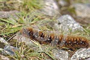 Northern Eggar Caterpillar