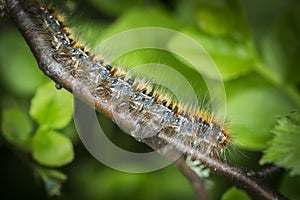 Northern Eggar Caterpillar in the Scottish forest.