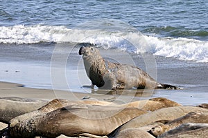 Northern elephant seal