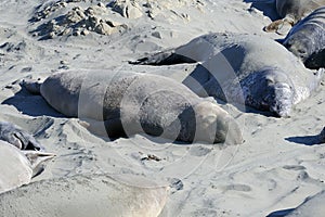 Northern elephant seal