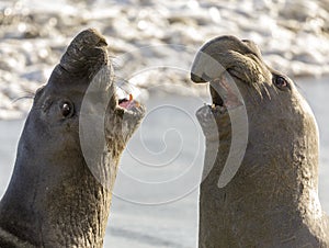 Northern Elephant Seal Adult Males Fighting for Dominance.