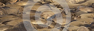 Northern Elephant Seal group banner