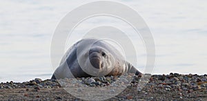 Northern elephant seal, male, on beach near San Simeon, California, USA