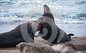 Northern Elephant Seal Males Fighting