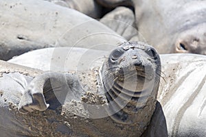 Northern Elephant Seal Mirounga angustirostris Adult Female hawling out during molting season. photo