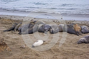 Northern Elephant Seal Mirounga angustirostris on beach in Big Sur along Rt 1 on the Pacific Ocean coast of Big Sur, Monterey