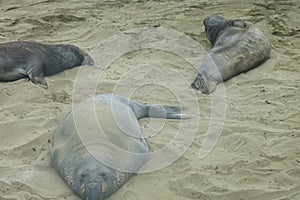 Northern Elephant Seal Mirounga angustirostris on beach in Big Sur along Rt 1 on the Pacific Ocean coast of Big Sur, Monterey