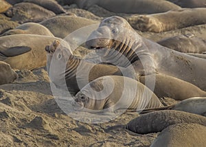 Northern elephant seal Mirounga angustirostris male, female, and pup