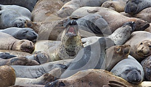 The northern elephant seal Mirounga angustirostris is one of two species of elephant seal