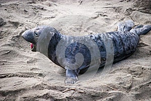 Northern Elephant Seal Pup