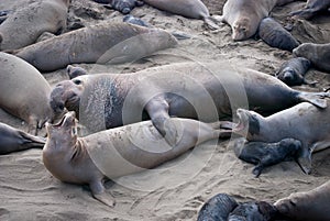 Northern Elephant Seals