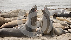 Northern Elephant Seals - Mirounga angustirostris, Adult Males, AÃÂ±o Nuevo State Park, California photo