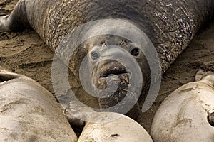 Northern Elephant Seals (Mirounga angustirostris) photo