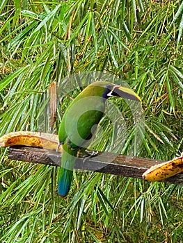 Northern Emerald Toucanet in Alajuela Cloud Forest in Costa Rica