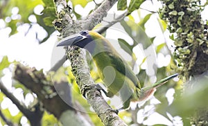 Northern Emerald-Toucanet ( Aulacorhynchus prasinus