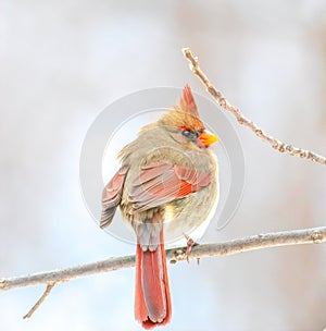 A Northern Female Cardinal on a Dogwood branch