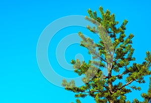 Northern Fir Tree with cones on branches blue sky on background