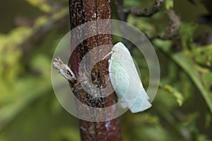 Northern Flatid Planthopper, Flatormenis Proxima, on a stem