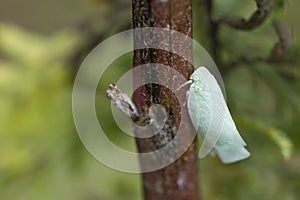 Northern Flatid Planthopper, Flatormenis Proxima, on a stem