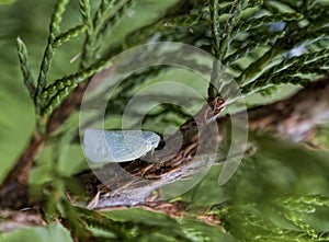 Northern Flatid Planthopper - Flatormenis proximais