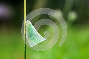 Northern flatid planthopper on the green grass flower