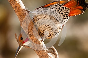 Northern Flicker