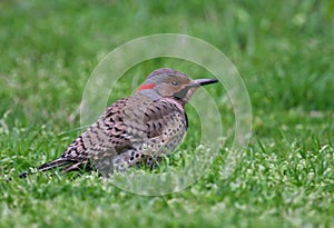 Northern flicker