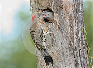 Northern Flicker