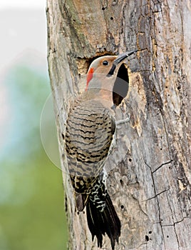 Northern Flicker