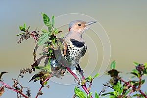 Northern Flicker