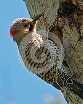 Northern Flicker