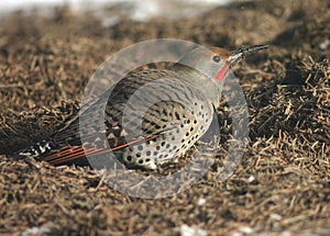 Northern Flicker