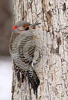 Northern Flicker