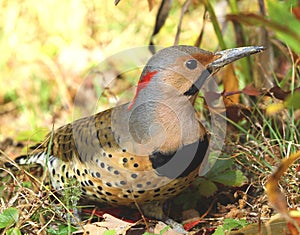 Northern Flicker